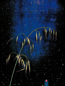 Weed Starry Night