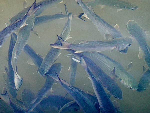 Fish off Brickell Bridge Miami 1.1 by KOMurphy