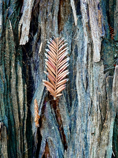 Redwood Tree Bark Napa CA by KOMurphy