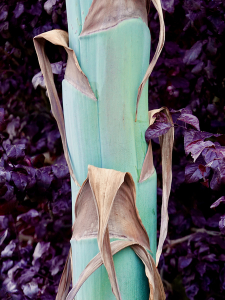 Cactus: Agave Stalk Broad Arm 1.1 by KOMurphy