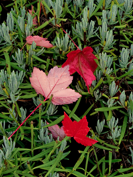 Botanical: Red Leaves & Rosemary by KOMurphy