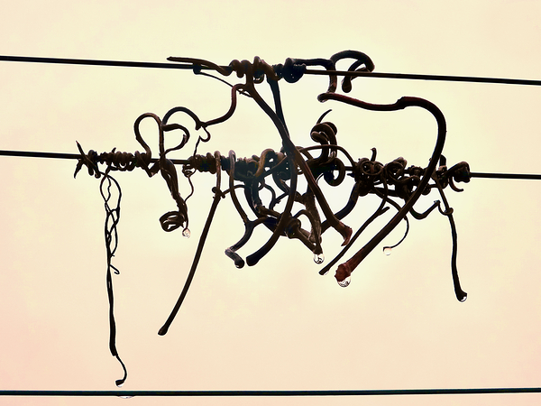 Tendrils 1 24 1.1 by KOMurphy