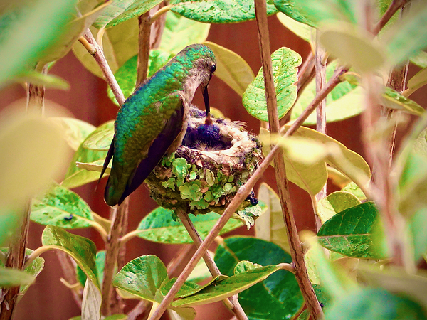 Annas Hummingbird Feeding Young by KOMurphy
