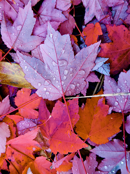 Botanical: Red Leaf Yard Nov 1 by KOMurphy