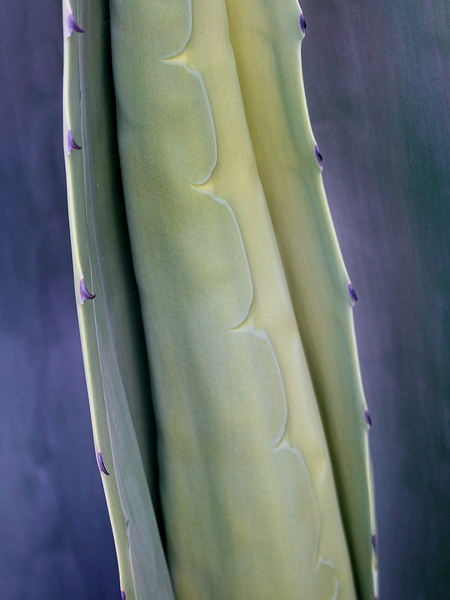 Cactus New Arm by KOMurphy