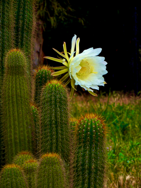 Cactus Flower San Miguel Mexico by KOMurphy