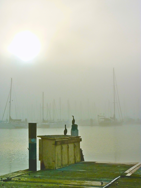 Cormorants Marina Bay CA by KOMurphy