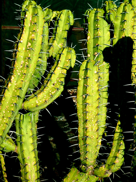 Garambullos Cactus San Miguel by KOMurphy