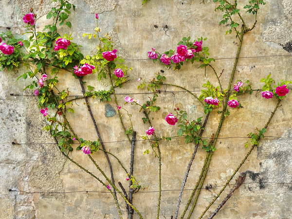 Roses at Chateau 1.1 by KOMurphy