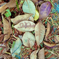 Botanical: Green Leaves NVPS version