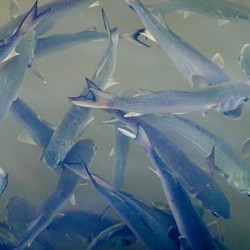 Fish off Brickell Bridge Miami 1.1