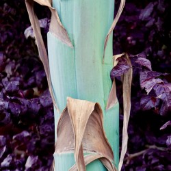 Cactus: Agave Stalk Broad Arm 1.1