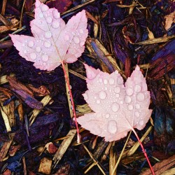 Botanical: Pink Leaves Rain Drops