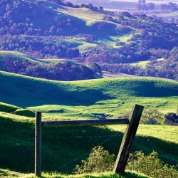 Carneros Pasture 2.2 1