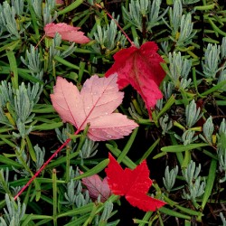Botanical: Red Leaves & Rosemary