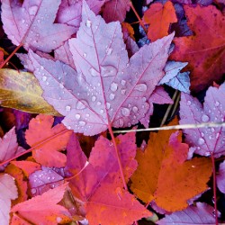 Botanical: Red Leaf Yard Nov 1