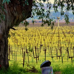 Sap Bucket  Vineyard Mustard Season 2.1 2