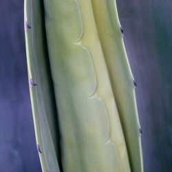 Cactus New Arm