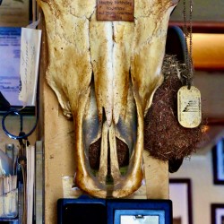 Panchas Bull Nose 1