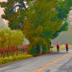 Bikers on Orchard