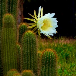 Cactus Flower San Miguel Mexico