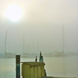 Cormorants Marina Bay CA