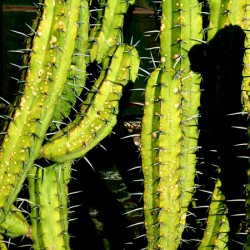 Garambullos Cactus San Miguel