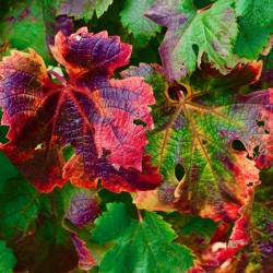 Botanical: Grape Leaves Orchard 2020-4H