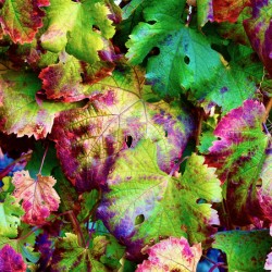 Botanical: Grape Leaves - Orchard 2020