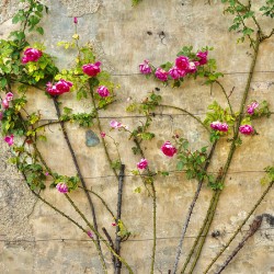 Roses at Chateau 1.1