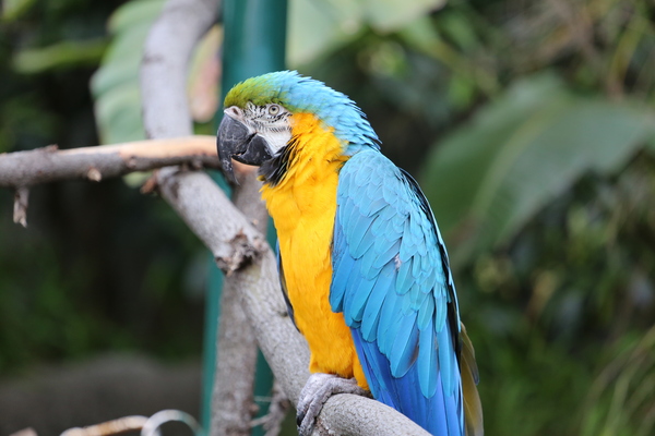 Macaw by Anindo