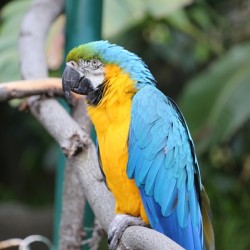 Macaw