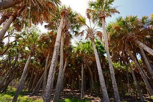 Cayo Costa Palms