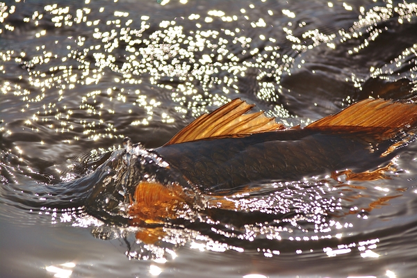 Redfish Release by Wildfly Photography