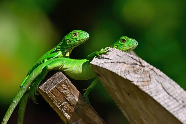 Iguanas by Wildfly Photography