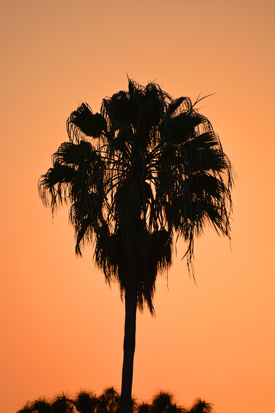 Sunset Palm by Wildfly Photography