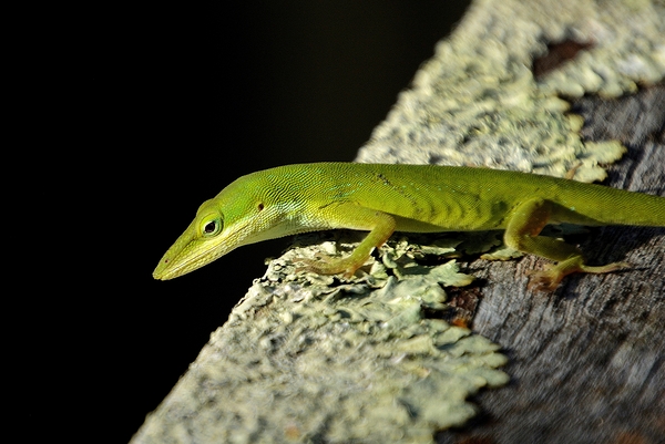 Green Anole by Wildfly Photography