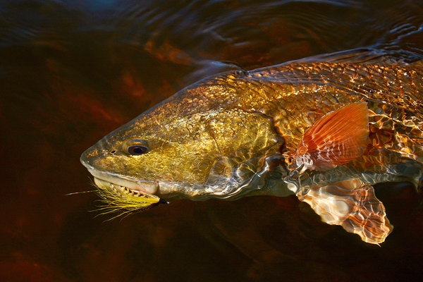 Redfish On Fly by Wildfly Photography