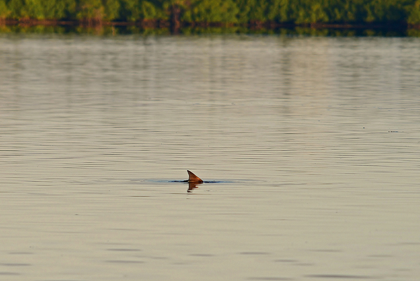 Tailing Redfish by Wildfly Photography