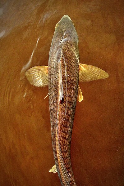 Redfish by Wildfly Photography