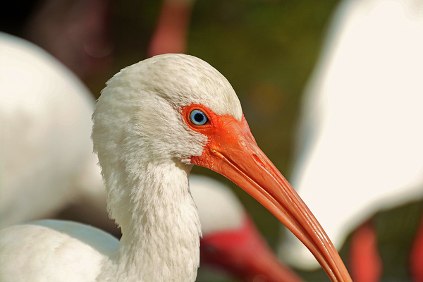 Ibis by Wildfly Photography