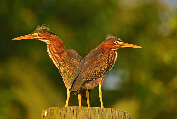 Green Herons by Wildfly Photography