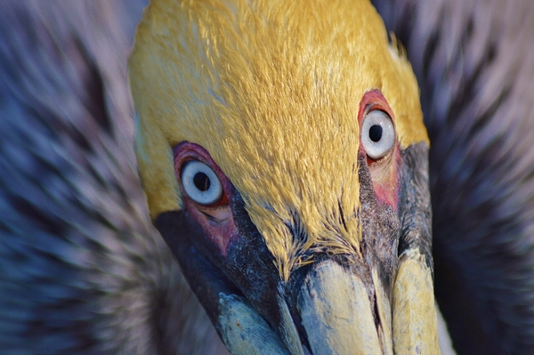 Pelican Eyes by Wildfly Photography