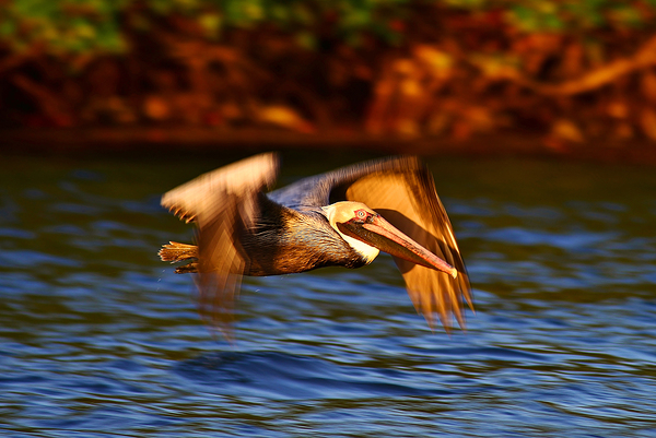 Pelican by Wildfly Photography