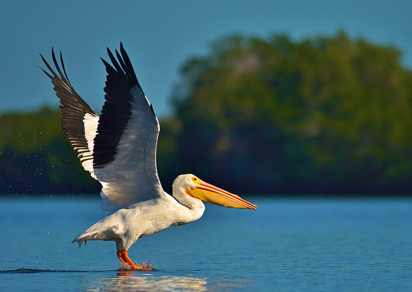 White Pelican by Wildfly Photography