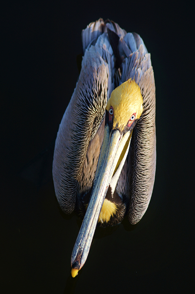 Pelican Dark by Wildfly Photography