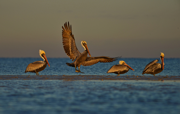 Pelican Flare by Wildfly Photography