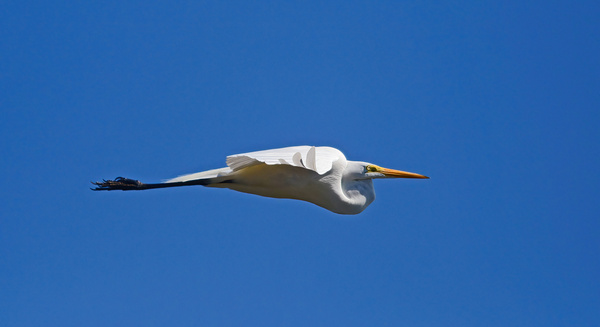 Egret by Wildfly Photography