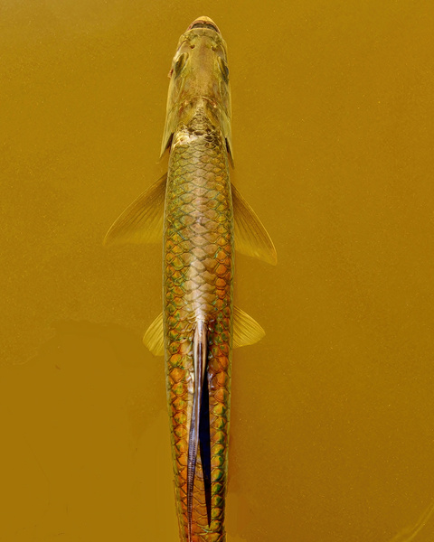 Tarpon by Wildfly Photography