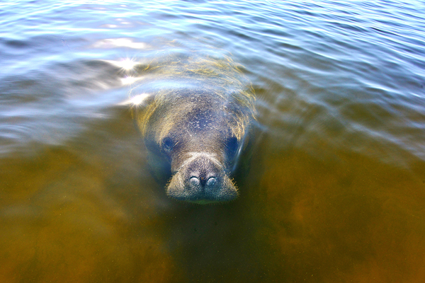 Manatee by Wildfly Photography